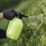 Gloved hands spraying crop plants with a hand-held pressure sprayer